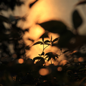 成人玩具插女人屁股里面视频
